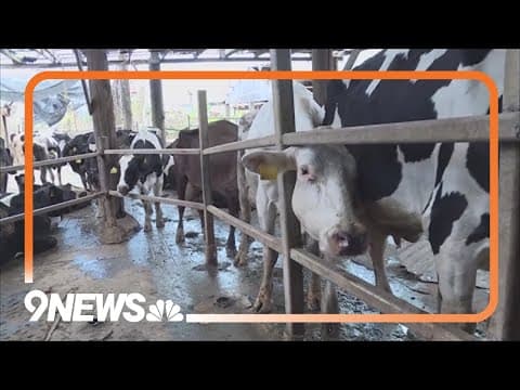 Ag commission approves emergency rule after avian flu found in cattle