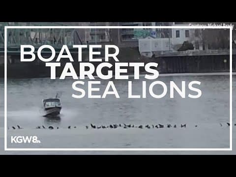 Video captures boater running down sea lions on the Columbia River