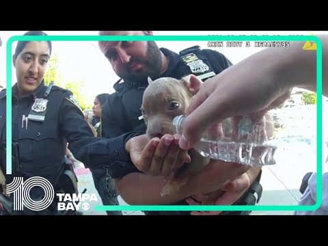 Body cam footage: Distressed puppies rescued from being sold