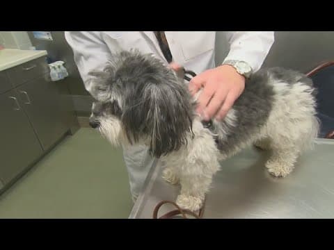 Mysterious dog respiratory illness: Veterinarian has warning for owners