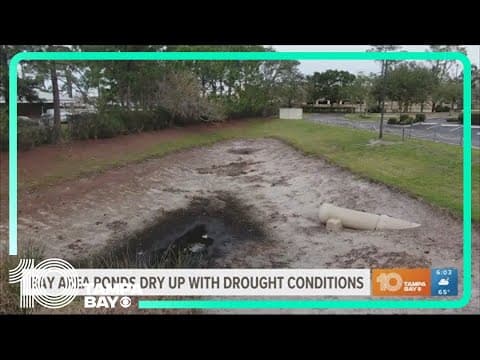 Drought conditions drying up ponds in Tampa Bay area