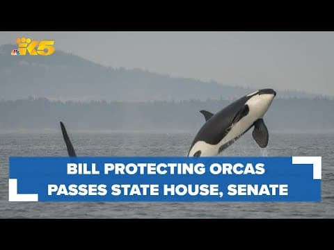 Bill protecting Southern Resident orcas passes State House, Senate