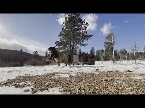 Non-hibernating bear relocated from town in Boulder County