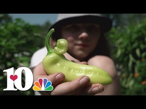 A Rutledge family is learning about gardening while growing produce for food pantries