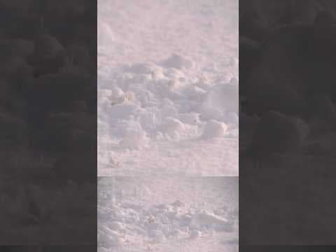 Shoveling heavy, wet snow increases risk of injury and heart attack