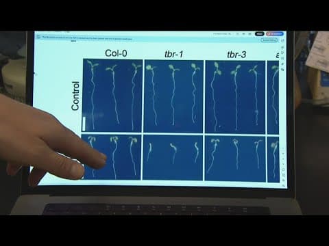 Scientists discover plant gene that shields crops from zinc toxicity