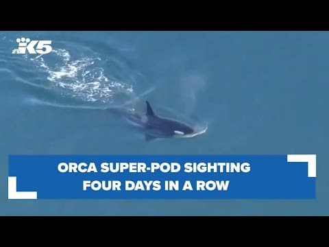 Orca super-pod sighting four days in a row