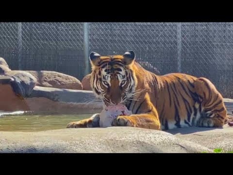 Thanksgiving Turkey Bash at ‘Lions, Tigers, and Bears’ animal sanctuary