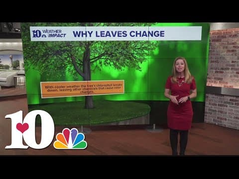 Weather Wednesday: Why Leaves Change