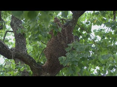 North Harris County man alarmed to find thousands of bees swarming tree in his yard