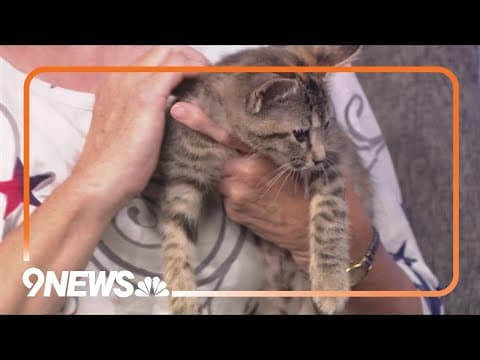 Petline9: These 2 adorable kittens need a forever home