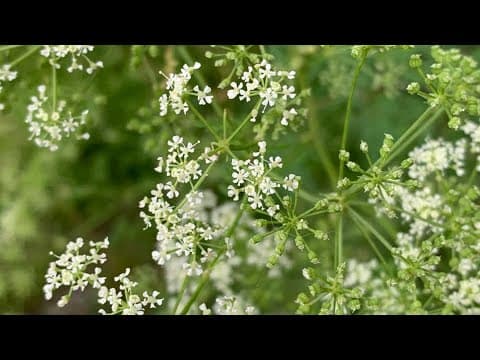 Poison hemlock in Ohio: Here's how to spot the plant, prevent contact