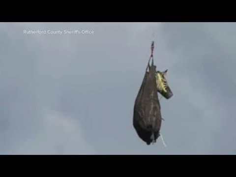 Zebra on the run was airlifted back to his owners