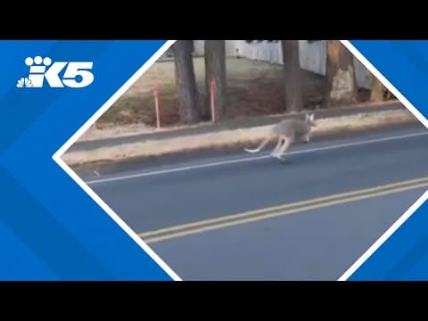 Escaped kangaroo nabbed in Spanaway