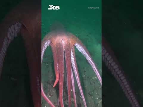 An encounter with a giant Pacific octopus in Saltwater State Park