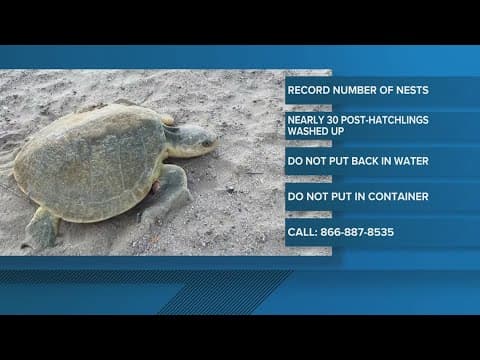 Record Sea Turtle Hatchlings in Texas — What You Need to Know