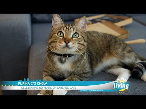 Celebrating the Extraordinary Impact of Cats | One-on-One with Actress & Singer Mandy Moore