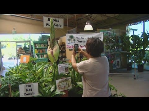 'Corpse Flower' at Poway nursery set to bloom