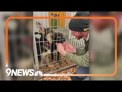 11 puppies found in hotel room recovering at local animal shelter
