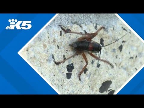 Mormon crickets take over Nevada elementary school