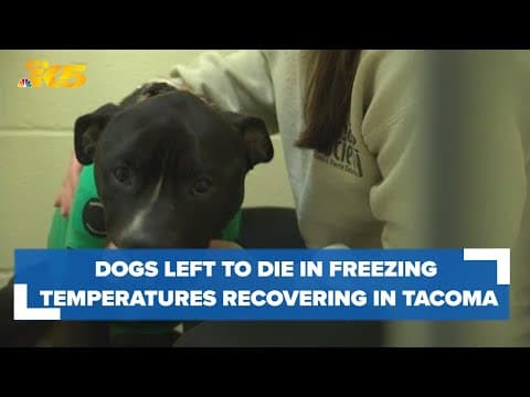 Dogs found starving, left to die in freezing temperatures recovering at Tacoma Humane Society