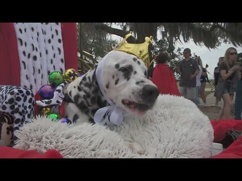 Krewe Du Pooch parade in Mandeville to roll Sunday