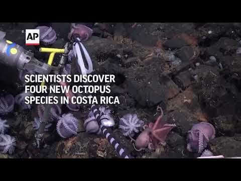 Scientists discover four new deep-sea octopus species in Costa Rica