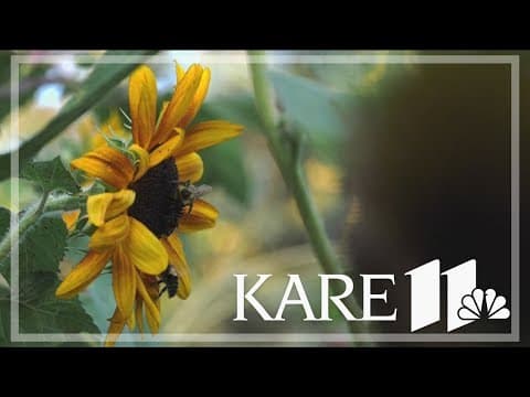 Are there more bees buzzing around this year?