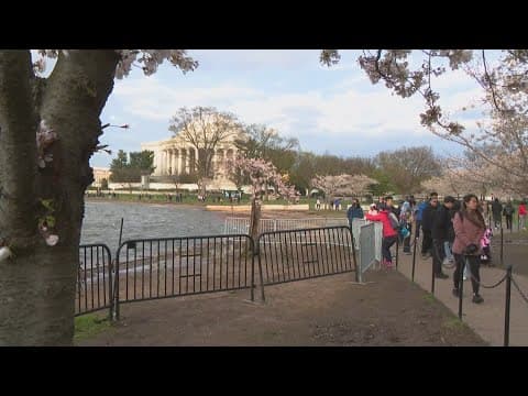 Cherry Blossom Festival Opening Ceremony
