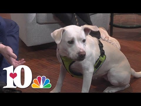 Meet the Pet of the Week: Midge!