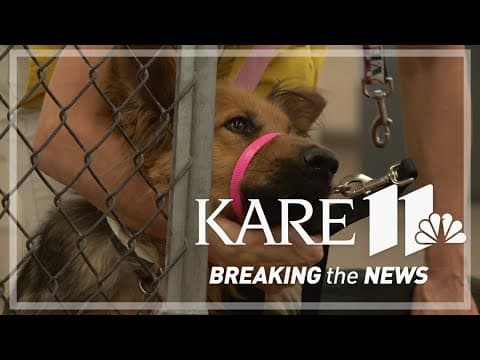 AHS reopens adoption centers after canine influenza outbreak