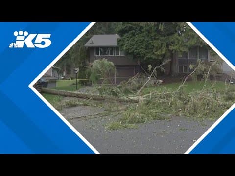 Strong winds down trees around western Washington
