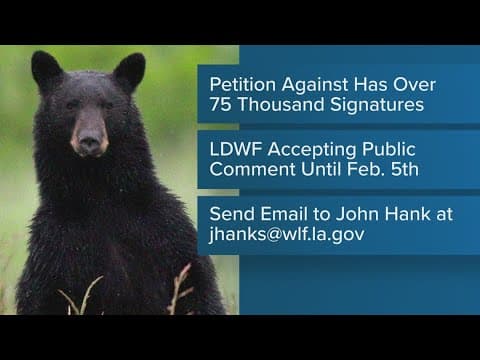 Louisiana looks to revive black bear hunting for 1st time in decades, but there's pushback