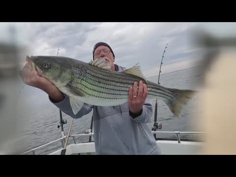 Emergency regulations on striped bass fish in Maryland