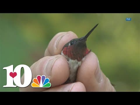 Ijams Nature Center hosts end-of-summer fun
