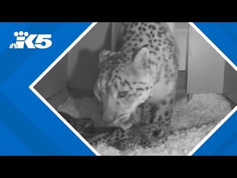 3 snow leopard cubs born at Woodland Park Zoo