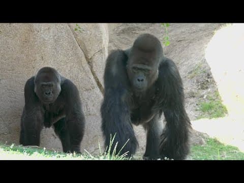 New silverback gorilla joins troop at San Diego Zoo Safari Park
