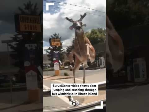 Surveillance video shows deer jumping and crashing through bus windshield in Rhode Island
