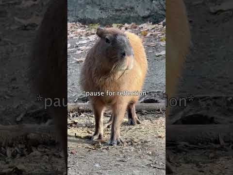 Capybara enjoys snacks at the Memphis Zoo