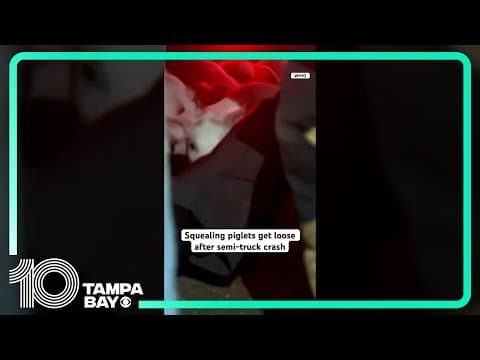 Piglets escape after semi-truck crash in Ohio