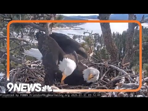 Bald eagle couple expecting triplets to hatch soon