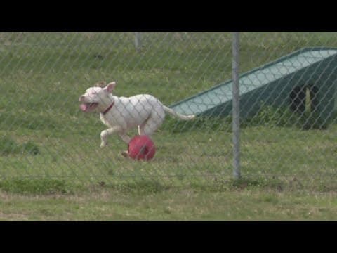Fight to save dogs from euthanasia in Maryland animal shelter due to "pit bull ban"