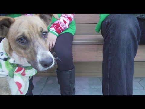 Annual Santa Paws Mega Pet Adoption event at Grossmont Center Saturday