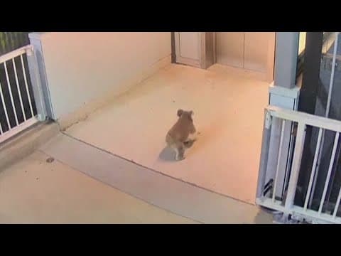 Curious koala visits train station