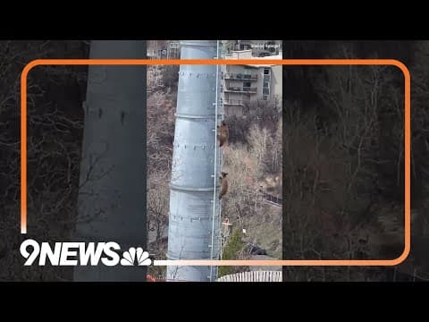Bear cubs climb gondola tower at Steamboat Resort #colorado