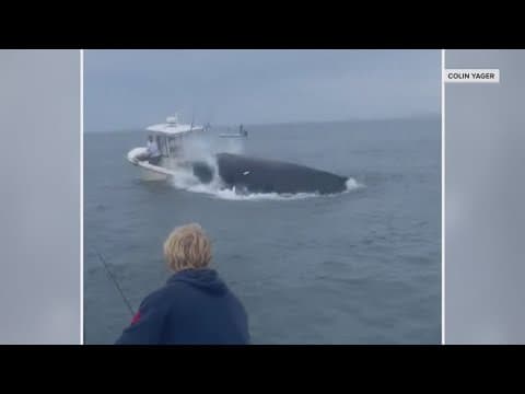 Whale capsizes boat and sends two fishermen flying into the water in New Hampshire
