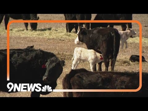 Another calf death reported at ranch where 4 cattle were killed by wolves