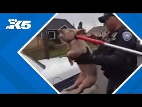 Tacoma police capture pig on the loose