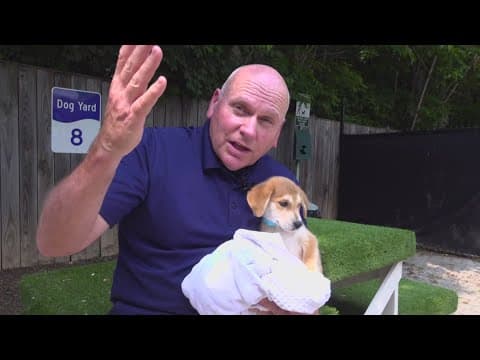 'Big Beautiful BARK Bill' offers hope of unity on a divided Capitol Hill