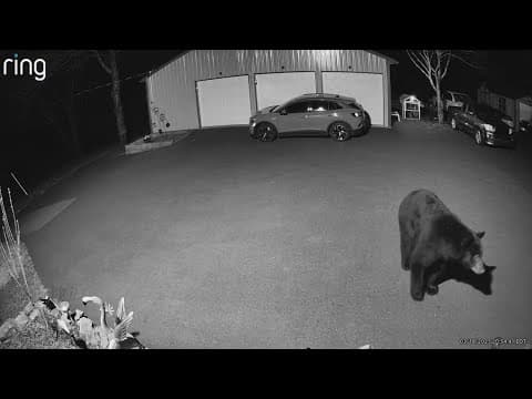 Bear sighting in Aldie, Virginia